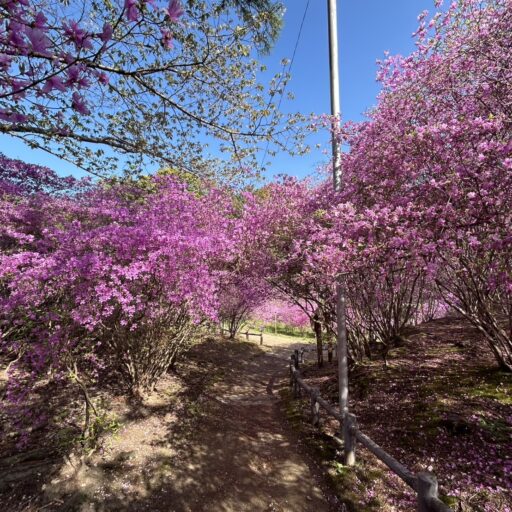 コバノミツバツツジが咲いている風景