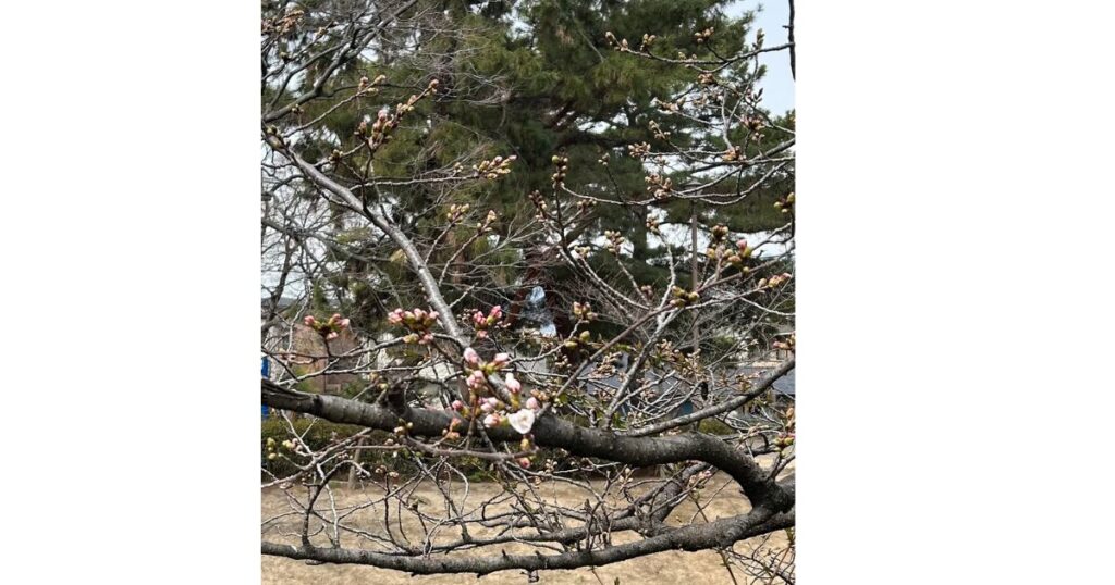 桜の枝に１輪だけ花が咲いている画像