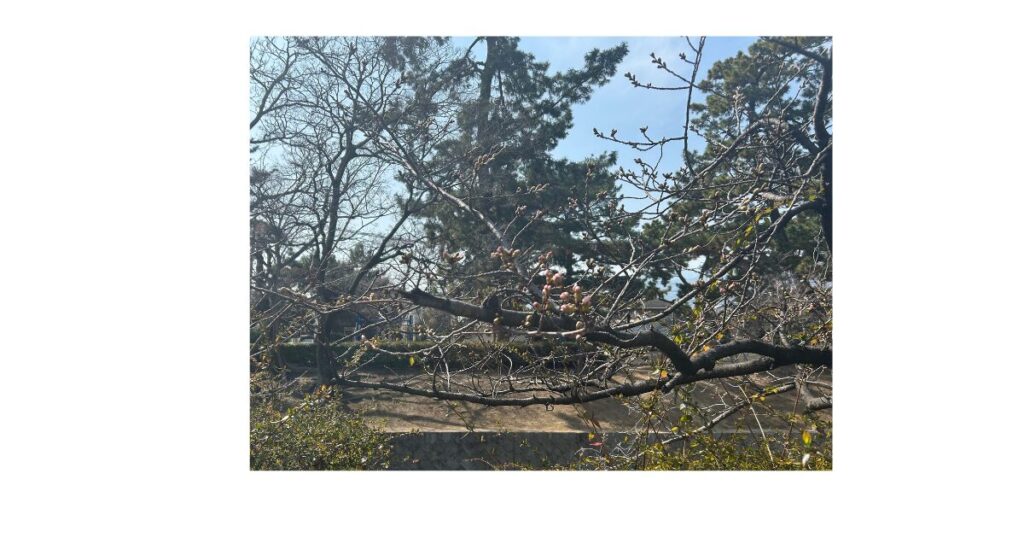 桜の枝につぼみが少しだけふくらんでピンクに色づいている画像