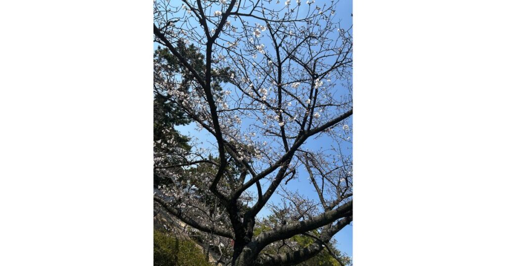 少し先始めた桜の木の画像