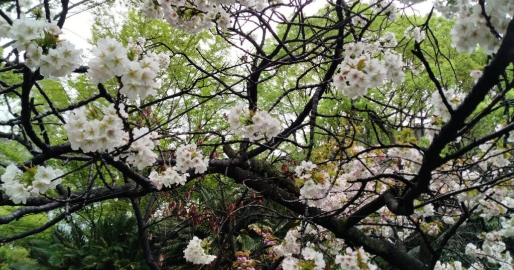 見ごろを過ぎたが、まだ咲いている桜の木の画像
