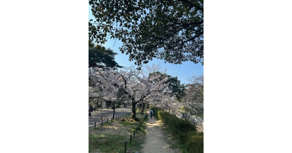 満開の桜並木をとおる人の画像