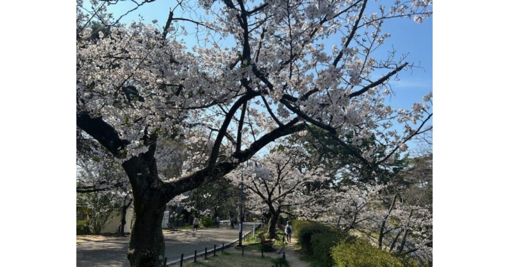 満開の桜並木の画像