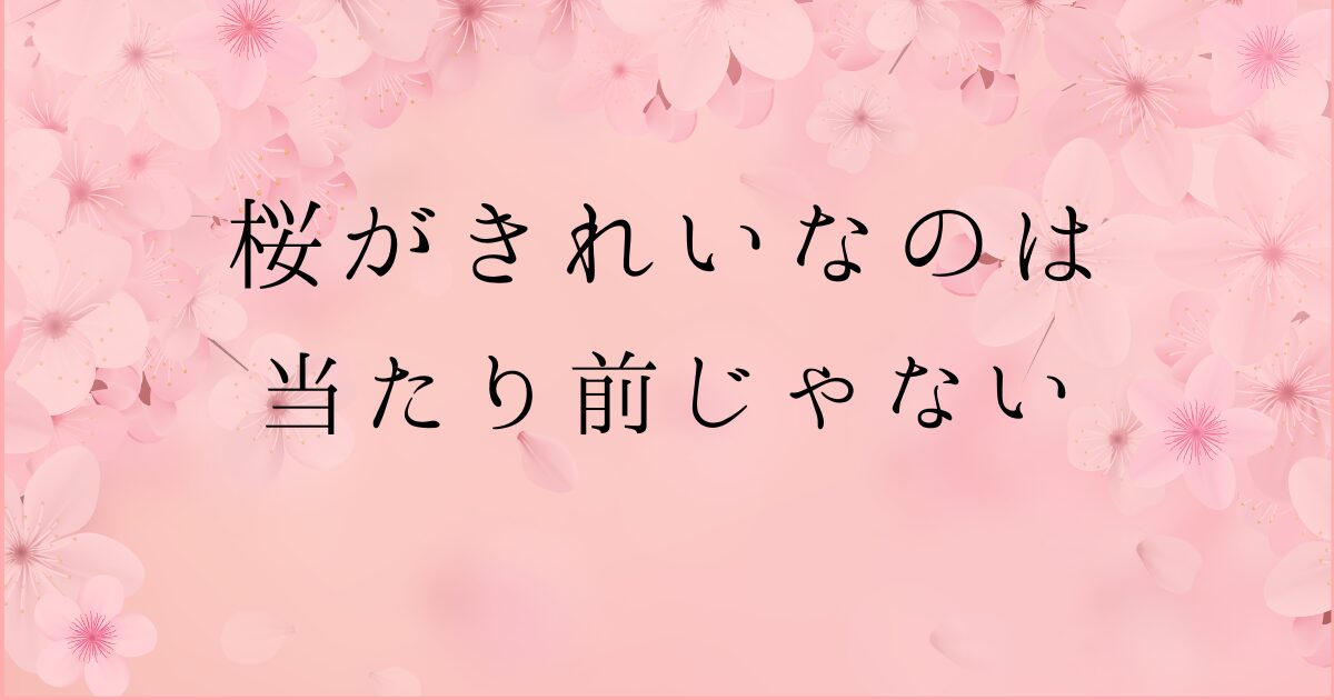 桜がきれいなのは当たり前じゃないの文字と背景はピンクに桜のイラストが入った画像