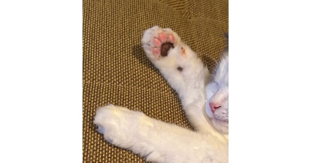 肉球を見せて体を伸ばして眠る猫の上半身の画像